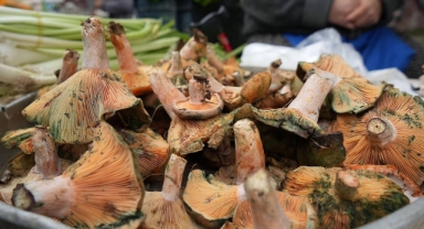 Mantar Zehirlenmelerine Dikkat! Vali Serdengeçti’den Hayati Uyarı