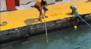 Nesli tehlike altındaki balığı limanda zıpkınla vurdular