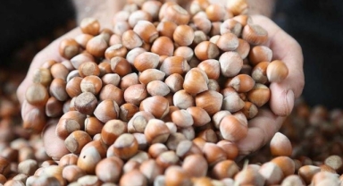 O kentten AB ülkelerine 8 ayda 14 bin 800 ton iç fındık ihraç edildi