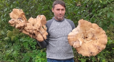 Ordu'da Şaşırtan Doğa Olayı: Her Biri 3 Kiloluk Dev Mantarlar!