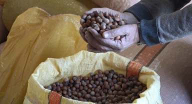 Ordu’da serbest piyasada fındık fiyatları 300 liraya ulaştı