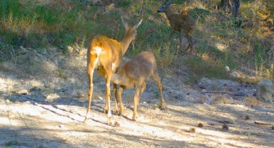 Safranbolu'da boz ayı ve karacalar fotokapana yansıdı