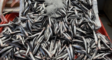  Sezon açıldı, tezgahlarda hamsi ve istavrit bolluğu