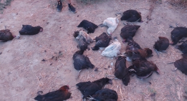Sokak köpekleri 25 tavuğu telef etti