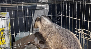 Strese girip psikolojisi bozulan porsuk, tedavi edildi