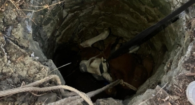 Su kuyusuna düşen inek için seferber oldular