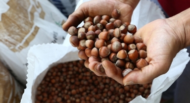 Tarım Kredi Fiyat Yükseltti! Fındık Fiyatlarında Yeni Rekor