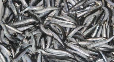 Tezgahların gözdesi 'hamsi'