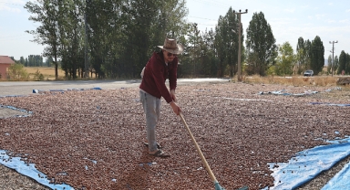 Trabzonlu üreticiler eğimli arazilerinde kurutamadıkları fındıklarını Bayburt'a taşıdı