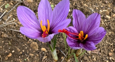 Altın Değerinde Çiçek! Kilosu 450 Bin TL'yi Gördü