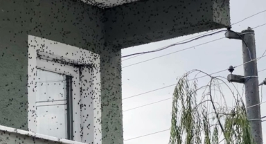 Binanın Dış Cephesini Saran Kahverengi Kokarca İstilası Korkutuyor!