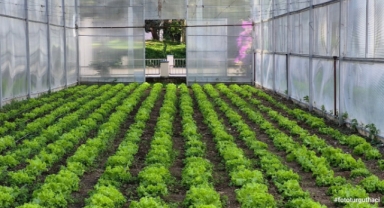 Bulancak Mesleki ve Teknik Anadolu Lisesi’nde Yeşeren Başarı: Marullar Tüketim İçin Gün Sayıyor!