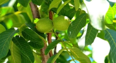 Ceviz Diyarında Bereket Mevsimi: Şebinkarahisar’da Hasat Zamanı