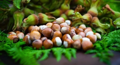 Cumhurbaşkanı Erdoğan İmzalı, Fındık Üreticilerine Yönelik Destek Paketi Giresun’da Hayata Geçti