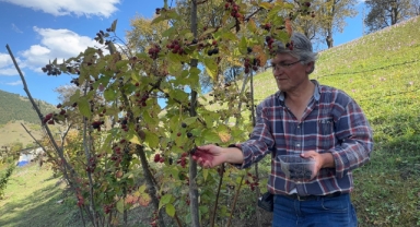 Dereli’de Tarımda Devrim! Ahududu ve Böğürtlen Üreticilerin Yüzünü Güldürdü