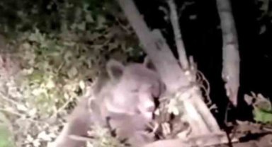 Dikenli tellerin arasında mahsur kalan ayı kurtarıldı