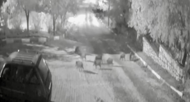 Domuz sürüsü gece yarısı köye indi: O anlar kameraya yansıdı