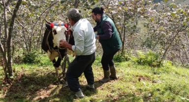 Ekipler Sahada, Hayvanlar Güvende! Çanakçı’da Aşı Maratonu Başladı