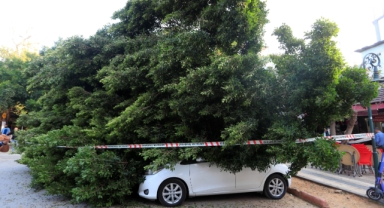 Faciadan dönüldü: Araçların üzerine devrilen ağacın altında kalmaktan son anda kurtuldu