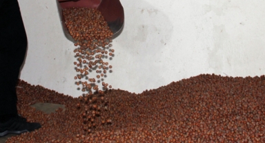 Fındık Fiyatlarında Zirve Tarım Kredi'nin! Fiyatlar Ne Kadar? 