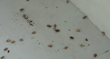 Fındıktan Evlere Sızdı! Kahverengi Kokarca O Kenti Esir Aldı