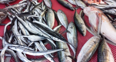 Giresun'da balık fiyatları bugün ne kadar?