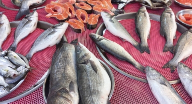 Giresun'da balık fiyatları bugün ne kadar?