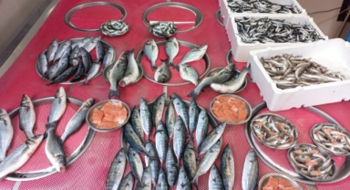Giresun'da balık fiyatları bugün ne kadar? 