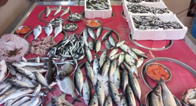 Giresun'da balık fiyatları bugün ne kadar?