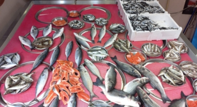 Giresun'da Balık Fiyatları Bugün Ne Kadar? Hamsi Kaç TL?