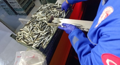 Giresun’da Balıkçılara Sıkı Gözetim: Ekipler Kota Kontrolü İçin Sahada!