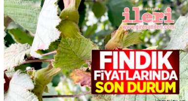 Giresun'da fındık fiyatları bugün ne kadar?