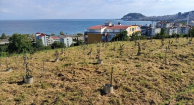 Giresun'da fındıkta rekolte ve randıman artıracak çalışma!