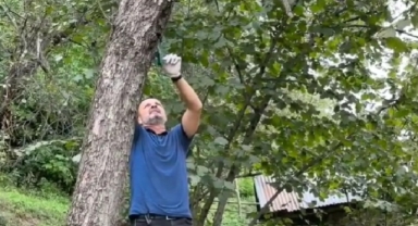 Giresun’da Kahverengi Kokarca Alarmı: İşte Etkili Mücadele Yöntemi!