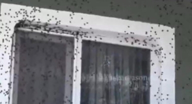 Giresun'da Kokarca Alarmı... Fındıktan Sonra Evleri ve Araçları İstila Ettiler!