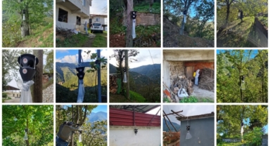 Giresun'da Kokarcalara Geçit Yok! Tuzaklar Kuruldu, İlaçlama Başladı