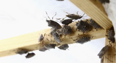 Giresun'da Kokarcayla Etkin Mücadele: Samuray Arıları Göreve Hazır!