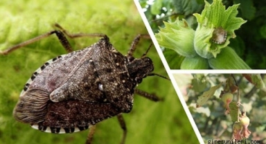 Giresun'da Kritik Kokarca Uyarısı! Ruhsatlı İlaçların Listesi Paylaşıldı