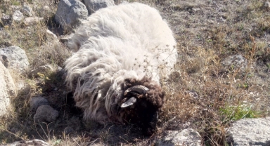 Giresun'da Kurt ve Ayı Saldırısı Köylüyü Perişan Etti: Hayvanlar Telef Oldu!