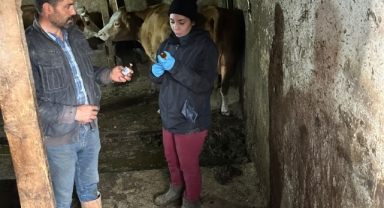 Giresun’da şap alarmı! 13 Köy ve 3 Mahalle Karantinada