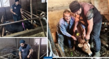 Giresun'da Şap Aşılama ve Küpeleme Çalışmaları Tam Gaz!