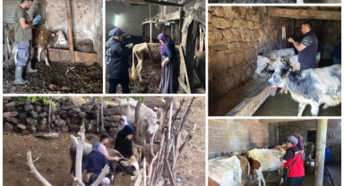 Giresun'da Şap Aşısı ve Küpeleme Seferberliği Başladı