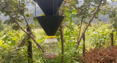 Giresun’da Zararlıya Karşı Akıllı Mücadele: Feromon Tuzaklar İş Başında!