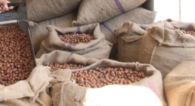 Giresun fındığında düşüş trendi: Üreticinin 400 lira hedefi başka bahara kaldı!