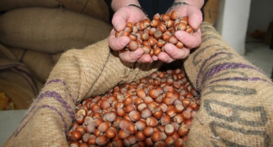 Giresun Fındığında Zirve Fiyat! Kilogramı 352 TL ile Rakipsiz