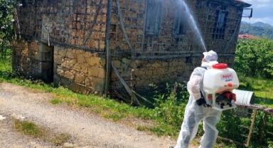 Giresun Kahverengi Kokarca ile Savaşta! Zararlıya Karşı Binlerce Tuzakla Dev Operasyon