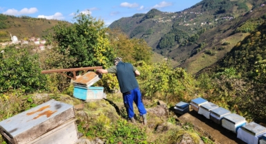 Giresun Tarım Müdürlüğü’nden Arıcılara Destek: Piraziz’de Sayım Sürüyor