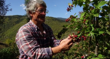 Giresunlu Üretici 4 Dönümlük Arazide Şifa Dağıtıyor!