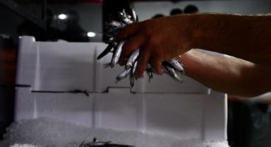 Hamsi bolluğu balıkçıların yüzünü güldürdü