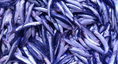 Hamsi Fiyatlarında Şok İndirim: Kilosu Yarı Yarıya Düştü, Talep Patladı!